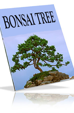 Bonsai Tree
